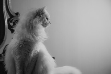 The portrait of white Cat - AristoCat