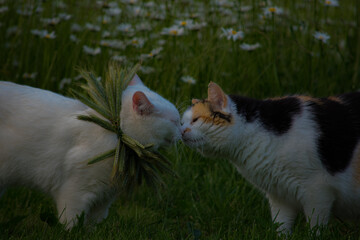 Cat kiss