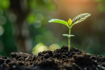 Young plant growing in fertile soil at sunset, symbolizing new life, growth, and hope for the future