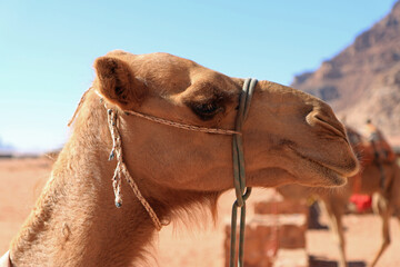 Camel © Maciej Szaluś