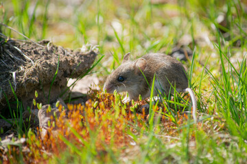 Cautious mouse exploring spring road
