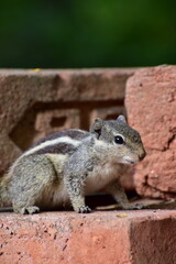 Squirrels are members of the family Sciuridae, a family that includes small or medium-sized rodents. The squirrel family includes tree squirrels, ground squirrels, and flying squirrels. 