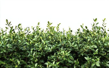 Obraz premium bushes background