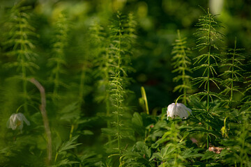 Spring in the forest with