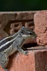 Squirrels are members of the family Sciuridae, a family that includes small or medium-sized rodents. The squirrel family includes tree squirrels, ground squirrels, and flying squirrels. 