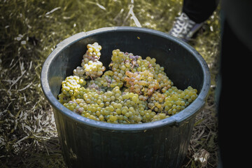 Detalhe de recipiente de plástico com uvas brancas. Produção de vinho, vindimas.