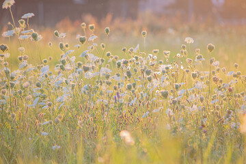 meadow with flowers