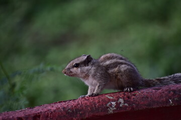 Squirrels are members of the family Sciuridae, a family that includes small or medium-sized rodents. The squirrel family includes tree squirrels, ground squirrels, and flying squirrels. 
