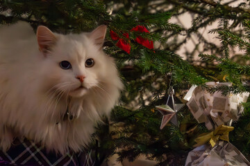 Cat Christmas