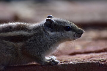 Squirrels are members of the family Sciuridae, a family that includes small or medium-sized rodents. The squirrel family includes tree squirrels, ground squirrels, and flying squirrels. 