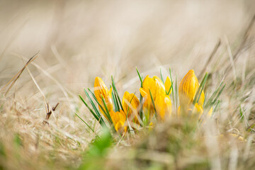yellow crocus flowers in spring