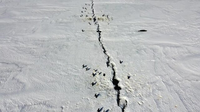Penguins population in spring Antarctica. Hundreds of penguins running on a glacier along the river. Aerial view.