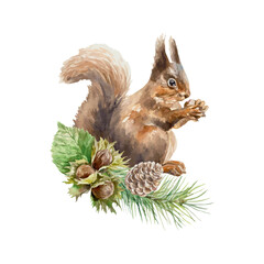 Obraz premium Squirrel with hazelnuts and spruce branch with cone, watercolor. Vector illustration of forest animal. Cards, covers, labels, wildlife protection day.