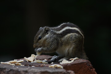 Squirrels are members of the family Sciuridae, a family that includes small or medium-sized rodents. The squirrel family includes tree squirrels, ground squirrels, and flying squirrels. 