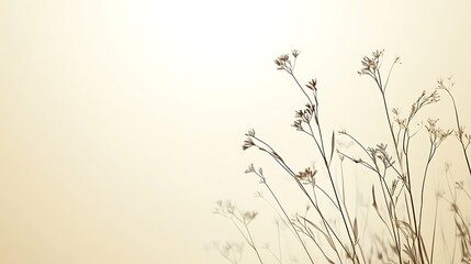 Dried Wildflowers Silhouetted Against A Soft Beige Background