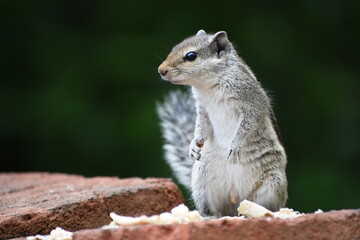 Squirrels are members of the family Sciuridae, a family that includes small or medium-sized rodents. The squirrel family includes tree squirrels, ground squirrels, and flying squirrels. 