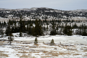 Yellow Grass and Snow: Dark Winter View of Norefjell from the North with Pine Trees and Snowy Mountain Peaks