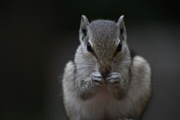 Squirrels are members of the family Sciuridae, a family that includes small or medium-sized rodents. The squirrel family includes tree squirrels, ground squirrels, and flying squirrels. 