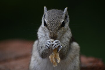 Squirrels are members of the family Sciuridae, a family that includes small or medium-sized rodents. The squirrel family includes tree squirrels, ground squirrels, and flying squirrels. 