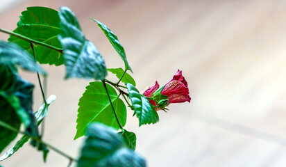 Red Hibiscus flower bud with leaves close-up