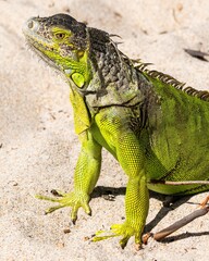 Iguana
