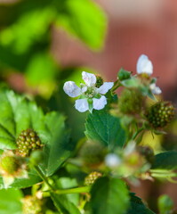 White Flowers and green fruits of black raspberries in close-up against the background of leaves in a summer garden