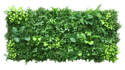 Green plant wall panel transparent background