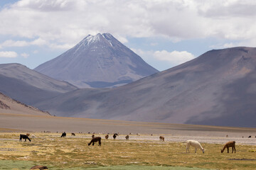 Entorno del desierto de Atacama y lagunas Altipl&aacute;nicas