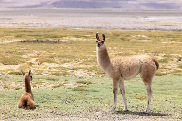 Animales en libertad, llamas en lagunas altiplanicas