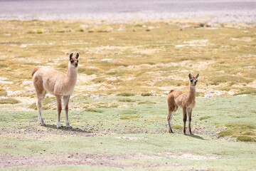 Animales en libertad, llamas en lagunas altiplanicas