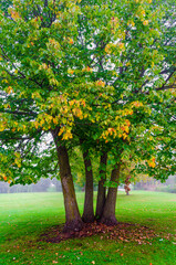 Naklejka premium Four close trees protruding through the morning fog in the early fall 