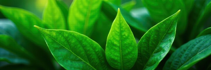 Fototapeta premium Vibrant green leaves, lush texture, natural light, landscape, design