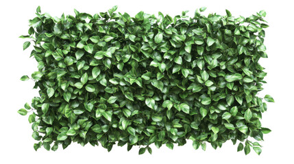 Green plant wall panel transparent background