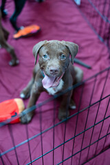 Bright Eye Happy Dog in Play Pen
