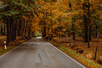 Empty road in autumn forest