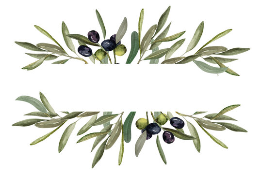 Frame Olive branch with green and black olive berries watercolor illustration.Watercolor frame of olive branches. Hand drawn botanical illustration for design.