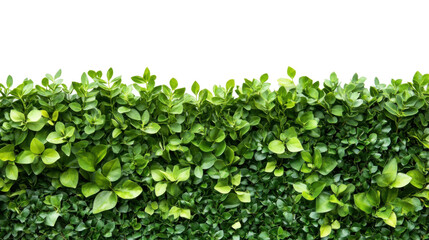 Green plant wall panel transparent background