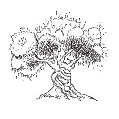 Olive tree graphic drawing. Hand drawn ink illustration isolated on a white background. Sketch for menu, product and italian, greek, spanish cuisine design.