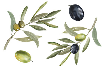 Watercolor illustration of olive branch with olives, with ripe and green olives
