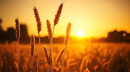 Fototapeta premium A sunset over golden wheat fields