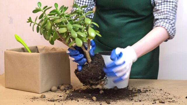 Woman transplants a houseplant into a large flower pot. Houseplant care, annual flower transplant.