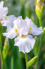 A full frame image of an Iris plant, which are often used in weddings to represent the purity of love and a fresh start, as seen on a spring day in Grand Rapids, Michigan.