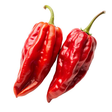 fresh red ghost pepper, naga chili isolated on transparent background, png