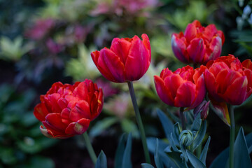 Tulipany, czerwone kwiaty wiosenne, efekt bokeh, tło lub tapeta kwiatowa