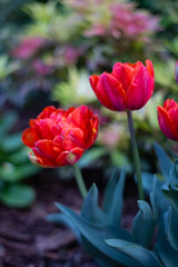 Tulipany, czerwone kwiaty wiosenne, efekt bokeh, tło lub tapeta kwiatowa