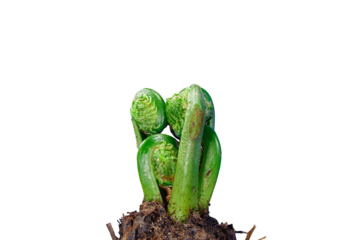 Matteuccia or Ostrich Fern on a White Background. Young Edible Leafs of Fern Matteuccia Struthiopteris. General View of Plant in Early Spring and Young Green Frond