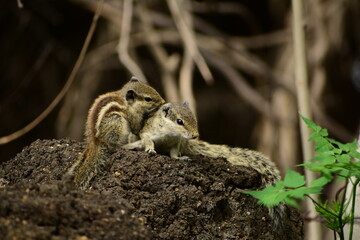 Squirrels are members of the family Sciuridae, a family that includes small or medium-sized rodents. The squirrel family includes tree squirrels, ground squirrels, and flying squirrels. 