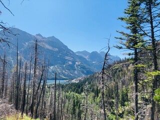 Scenic Mountain View with Burnt Trees and a Clear Blue Sky