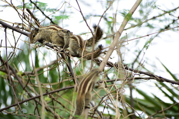 Squirrels are members of the family Sciuridae, a family that includes small or medium-sized rodents. The squirrel family includes tree squirrels, ground squirrels, and flying squirrels. 