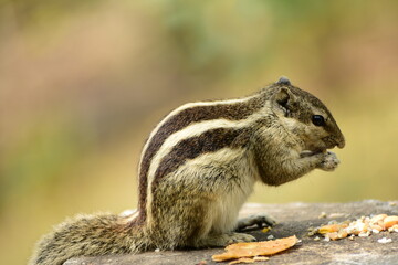 Squirrels are members of the family Sciuridae, a family that includes small or medium-sized rodents. The squirrel family includes tree squirrels, ground squirrels, and flying squirrels. 